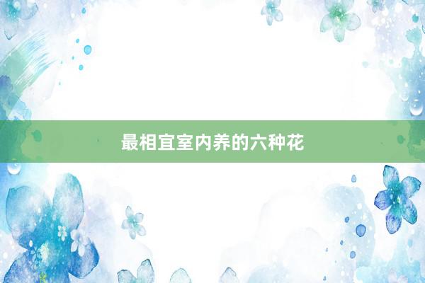 最相宜室内养的六种花